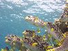 Click to zoom...